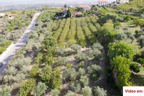 Helårsgrund i Fundao, Castelo Branco, Fundao - € 320.000 | Ref: 255220184 - foto 5