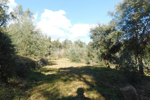 Helårsgrund i Fundao, Castelo Branco, Fundao - € 24.500 | Ref: 255230030 - foto 3
