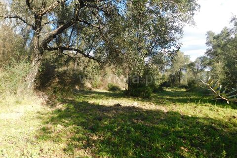 Helårsgrund i Fundao, Castelo Branco, Fundao - € 24.500 | Ref: 255230030 - foto 7