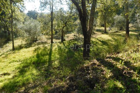 Helårsgrund i Fundao, Castelo Branco, Fundao - € 24.500 | Ref: 255230030 - foto 14