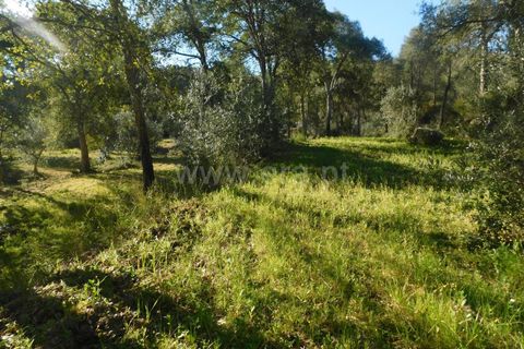 Helårsgrund i Fundao, Castelo Branco, Fundao - € 24.500 | Ref: 255230030 - foto 15