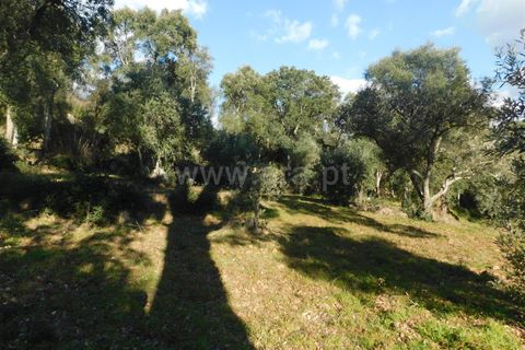 Helårsgrund i Fundao, Castelo Branco, Fundao - € 24.500 | Ref: 255230030 - foto 22