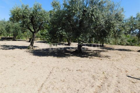 Tomt i Fundao, Castelo Branco, Fundao - € 37 500 | Ref: 255230098 - foto 5