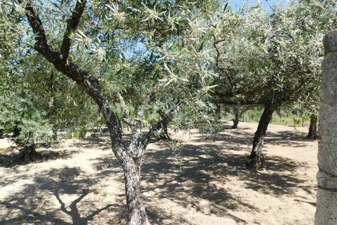 Tomt i Fundao, Castelo Branco, Fundao - € 37 500 | Ref: 255230098 - foto 6