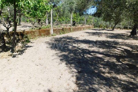 Tomt i Fundao, Castelo Branco, Fundao - € 37 500 | Ref: 255230098 - foto 9