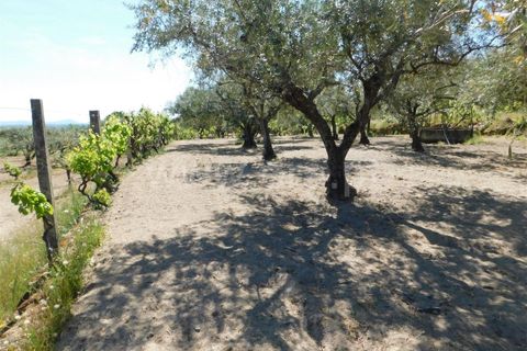 Tomt i Fundao, Castelo Branco, Fundao - € 37 500 | Ref: 255230098 - foto 17
