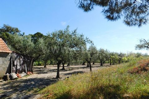 Tomt i Fundao, Castelo Branco, Fundao - € 37 500 | Ref: 255230098 - foto 22