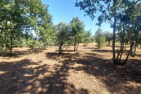 Helårsgrund i Fundao, Castelo Branco, Fundao - € 28.500 | Ref: 255230111 - foto 16