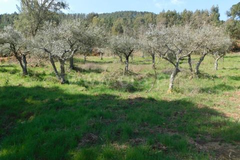 Helårsgrund i Fundao, Castelo Branco, Fundao - € 40.000 | Ref: 255230081 - foto 2