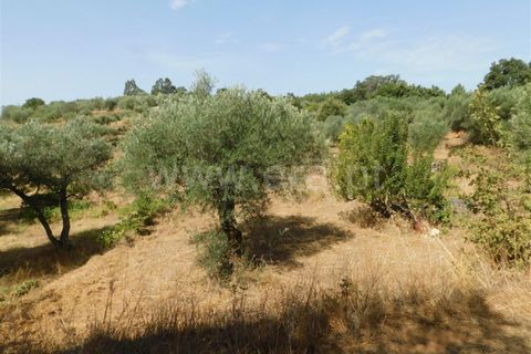 Tomt i Fundao, Castelo Branco, Fundao - € 10 000 | Ref: 255230178 - foto 6