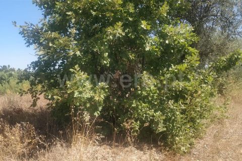 Tomt i Fundao, Castelo Branco, Fundao - € 9 000 | Ref: 255230179 - foto 4