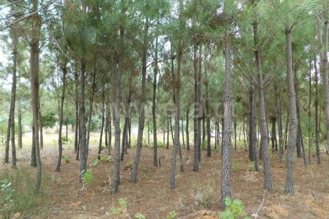 Tomt i Fundao, Castelo Branco, Fundao - € 39 950 | Ref: 255230180 - foto 7