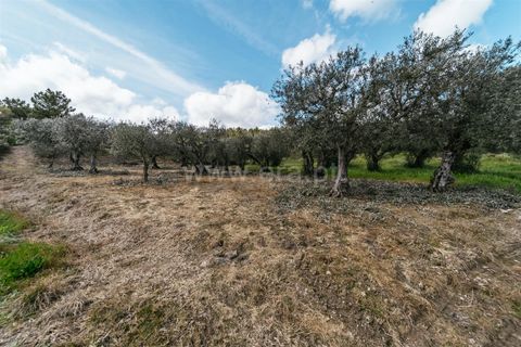 Tomt i Fundao, Castelo Branco, Fundao - € 13 200 | Ref: 255230218 - foto 3