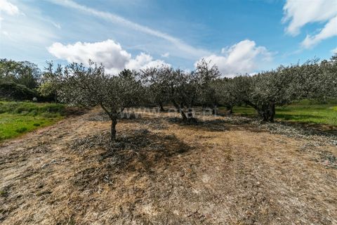 Tomt i Fundao, Castelo Branco, Fundao - € 13 200 | Ref: 255230218 - foto 4