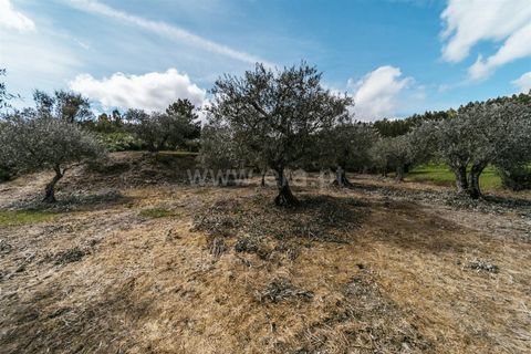 Tomt i Fundao, Castelo Branco, Fundao - € 13 200 | Ref: 255230218 - foto 5