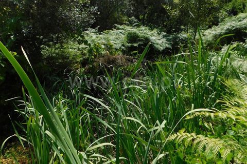 Farm i Fundao, Castelo Branco, Fundao - € 67.500 | Ref: 255230149 - foto 9