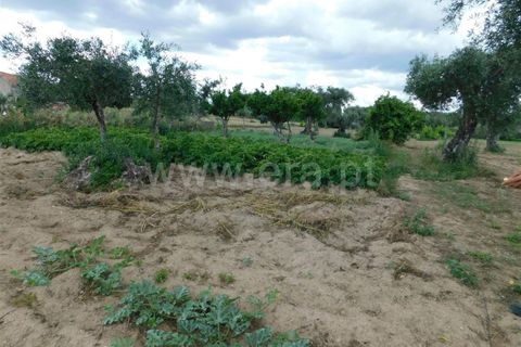 Tomt i Fundao, Castelo Branco, Fundao - € 12 500 | Ref: 255230130 - foto 4