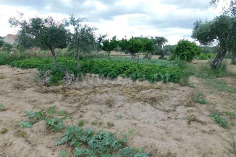 Tomt i Fundao, Castelo Branco, Fundao - € 12 500 | Ref: 255230130 - foto 5