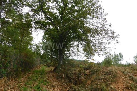 Helårsgrund i Fundao, Castelo Branco, Fundao - € 37.500 | Ref: 255230185 - foto 10