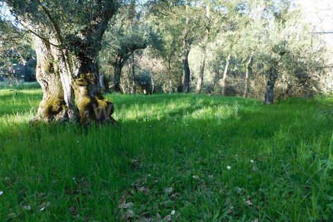 Tomt i Fundao, Castelo Branco, Fundao - € 6 500 | Ref: 255240042 - foto 5
