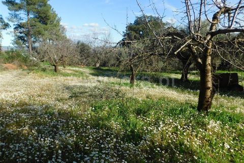 Tomt i Fundao, Castelo Branco, Fundao - € 28 500 | Ref: 255240043 - foto 5