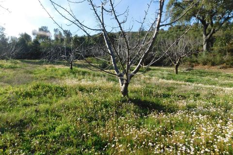 Tomt i Fundao, Castelo Branco, Fundao - € 28 500 | Ref: 255240043 - foto 6
