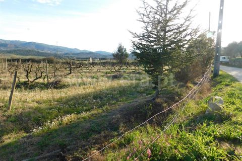 Helårsgrund i Fundao, Castelo Branco, Fundao - € 38.500 | Ref: 255240044 - foto 5