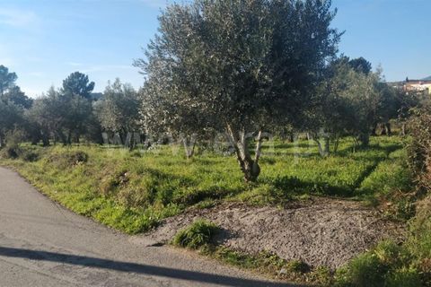 Tomt i Covilha, Castelo Branco, Covilha - € 57 500 | Ref: 255240023 - foto 3