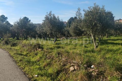 Tomt i Covilha, Castelo Branco, Covilha - € 57 500 | Ref: 255240023 - foto 5