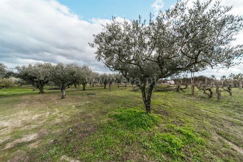Herregård i Fundao, Castelo Branco, Fundao - € 57 500 | Ref: 255240030 - foto 11