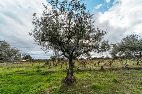 Herregård i Fundao, Castelo Branco, Fundao - € 57 500 | Ref: 255240030 - foto 14
