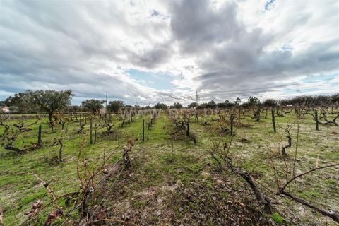 Herregård i Fundao, Castelo Branco, Fundao - € 57 500 | Ref: 255240030 - foto 15