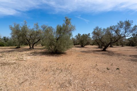 Finca i Mas De Barberans, Tarragona, Mas De Barberans - € 27.500 | Ref: 57 - foto 7