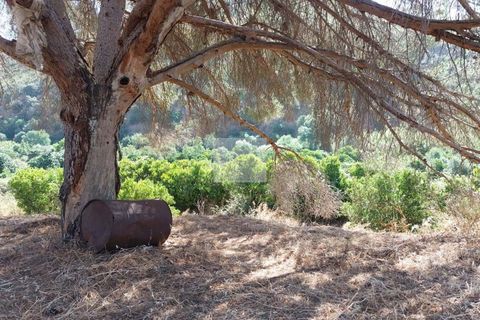 Farm hus i Monchique, Faro, Monchique - € 350.000 | Ref: 1756 - foto 2