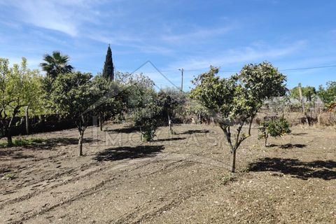 Helårsgrund i Castelo Branco, Castelo Branco, Castelo Branco - € 180.000 | Ref: SÒL_79 - foto 40