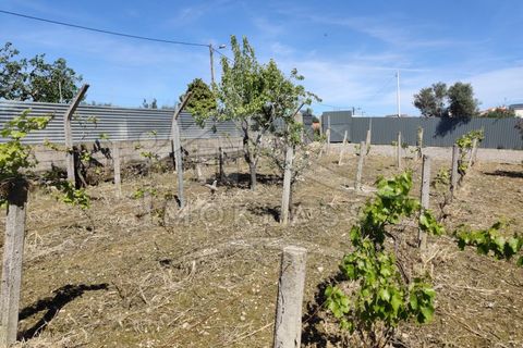 Helårsgrund i Castelo Branco, Castelo Branco, Castelo Branco - € 180.000 | Ref: SÒL_79 - foto 41
