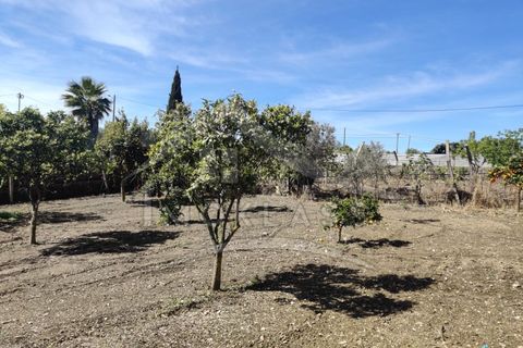 Helårsgrund i Castelo Branco, Castelo Branco, Castelo Branco - € 180.000 | Ref: SÒL_79 - foto 47