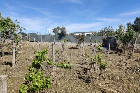 Helårsgrund i Castelo Branco, Castelo Branco, Castelo Branco - € 180.000 | Ref: SÒL_79 - foto 48