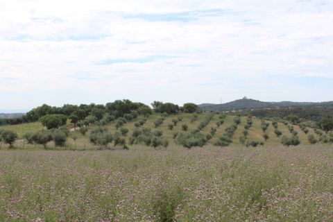 Landejendom i Borba, Evora, Borba - € 2.500.000 | Ref: ALT001/021/2024 - foto 4