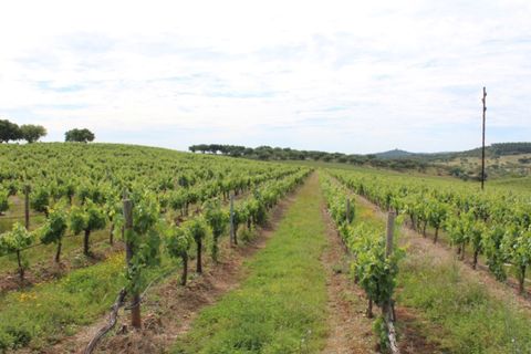 Landejendom i Borba, Evora, Borba - € 2.500.000 | Ref: ALT001/021/2024 - foto 25