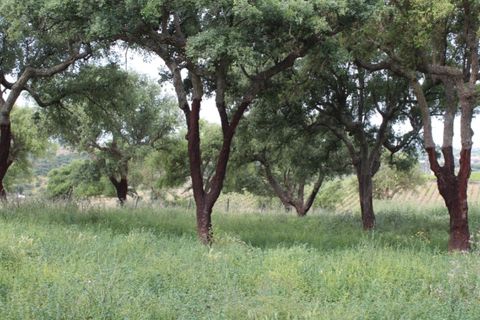 Landejendom i Borba, Evora, Borba - € 2.500.000 | Ref: ALT001/021/2024 - foto 30