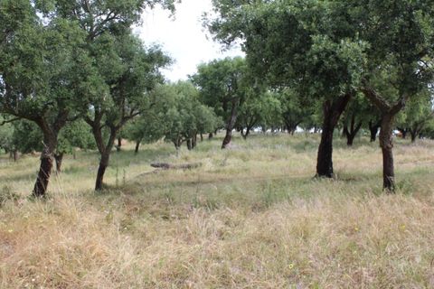 Landejendom i Borba, Evora, Borba - € 2.500.000 | Ref: ALT001/021/2024 - foto 32