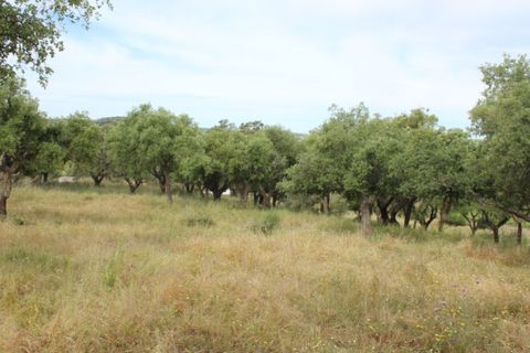 Landejendom i Borba, Evora, Borba - € 2.500.000 | Ref: ALT001/021/2024 - foto 33