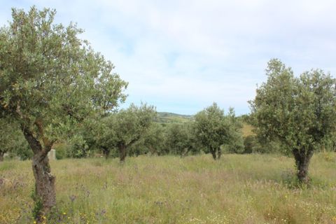 Landejendom i Borba, Evora, Borba - € 2.500.000 | Ref: ALT001/021/2024 - foto 43