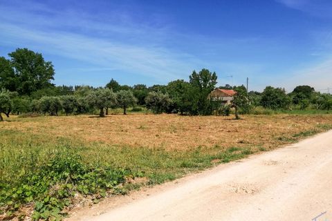 Helårsgrund i Tomar, Santarem, Tomar - € 15.000 | Ref: VCP336 - foto 17