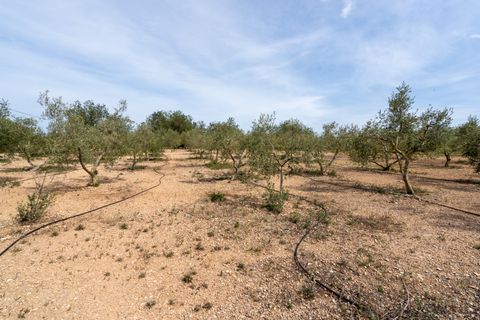 Finca a Tortosa, Tarragona, Tortosa - € 74.000 | Ref: 58 - foto 24