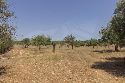 Herregård i Manacor, Mallorca, Manacor - € 3 700 000 | Ref: 40785 - foto 7