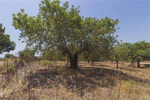 Herregård i Manacor, Mallorca, Manacor - € 3 700 000 | Ref: 40785 - foto 8