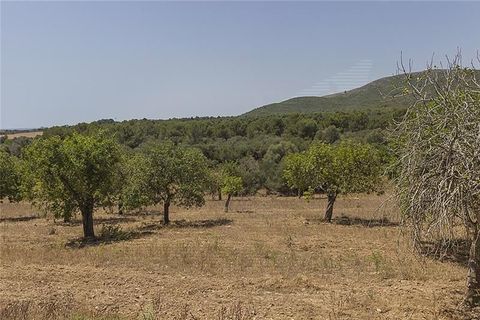 Herregård i Manacor, Mallorca, Manacor - € 3 700 000 | Ref: 40785 - foto 9