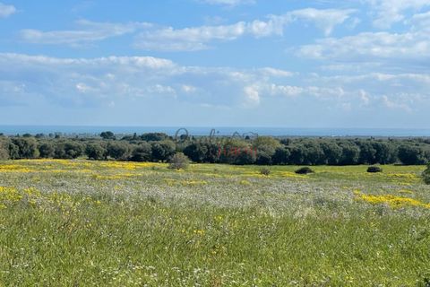 Landejendom i Ostuni, Brindisi, Ostuni - € 11.111.111 | Ref: 276 - foto 11